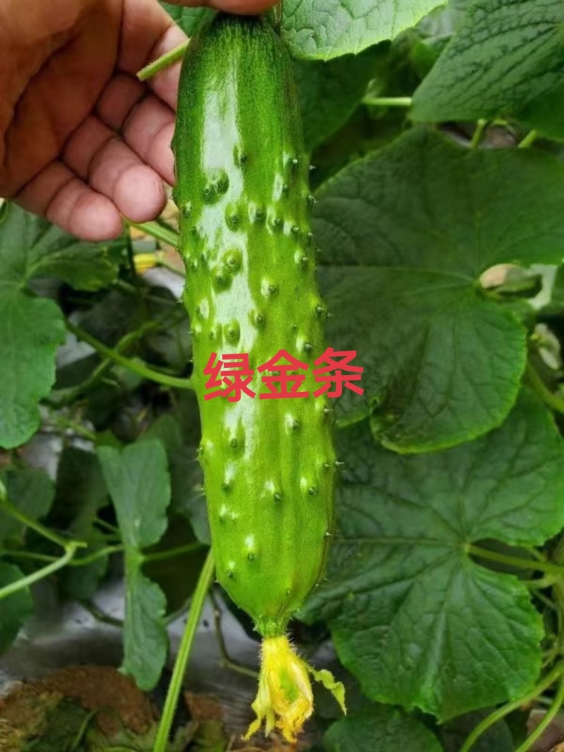旱黄瓜苗，大刺黄瓜苗，口感好，抗病毒强，产量高