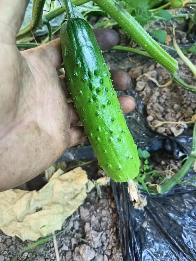旱黄瓜苗，大刺黄瓜苗，口感好，抗病毒强，产量高