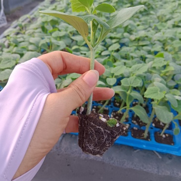 旱黄瓜苗，大刺黄瓜苗，口感好，抗病毒强，产量高