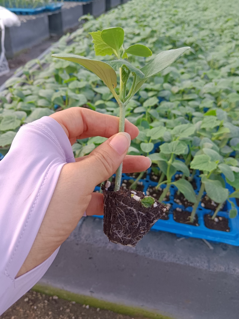 旱黄瓜苗，大刺黄瓜苗，口感好，抗病毒强，产量高