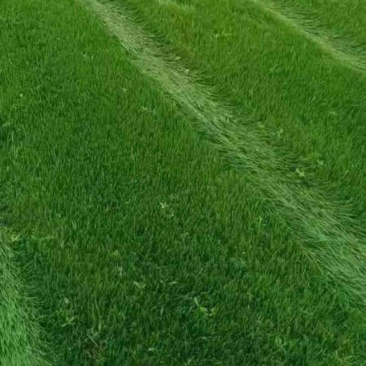 马尼拉草坪