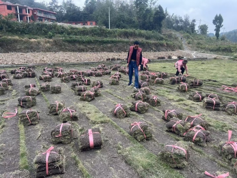 马尼拉草坪