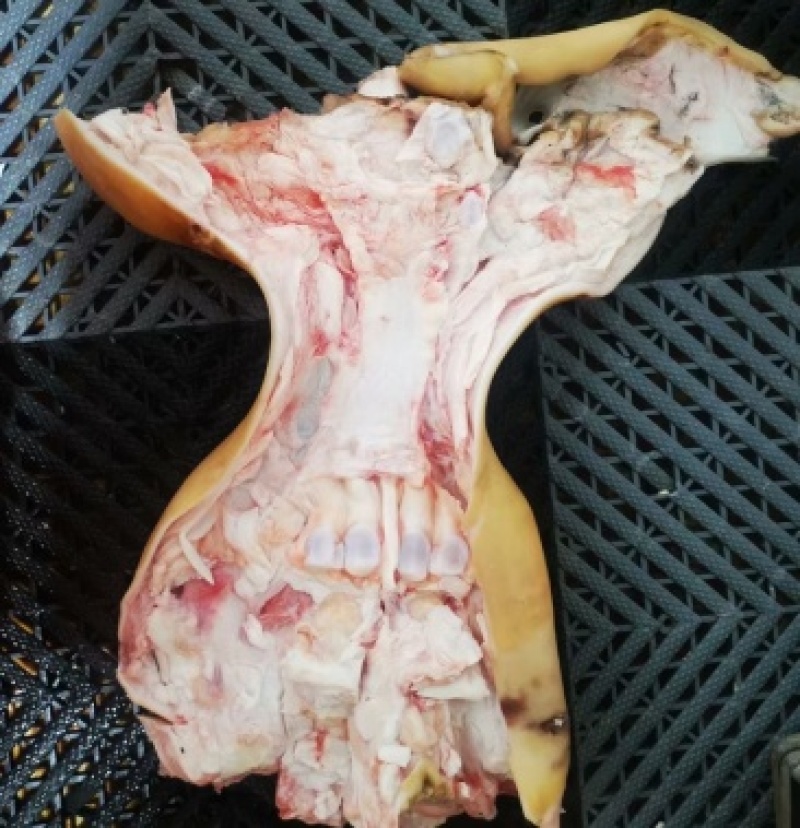 热卖带筋去骨牛蹄（全去骨牛蹄，源头厂家直发，全国发货。
