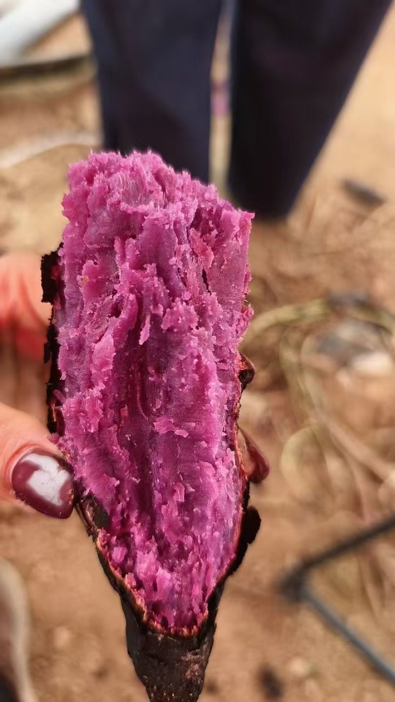 紫薯太子薯一号