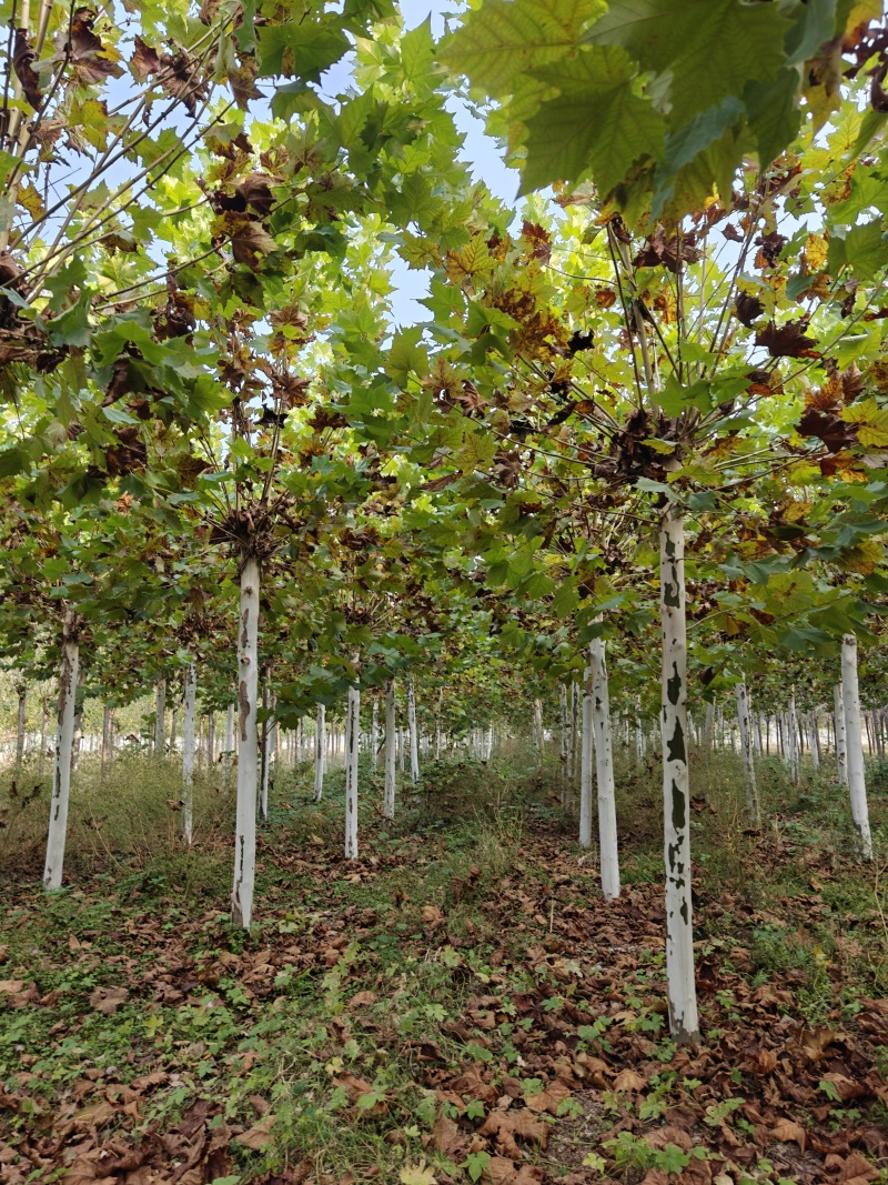 大量供应速生白蜡、白蜡小苗