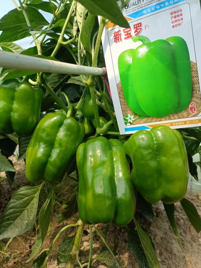 新宝罗特大甜椒种子青椒灯笼椒种子大号辣椒高产春秋大田
