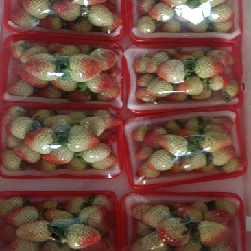 蒙特瑞，四季草莓