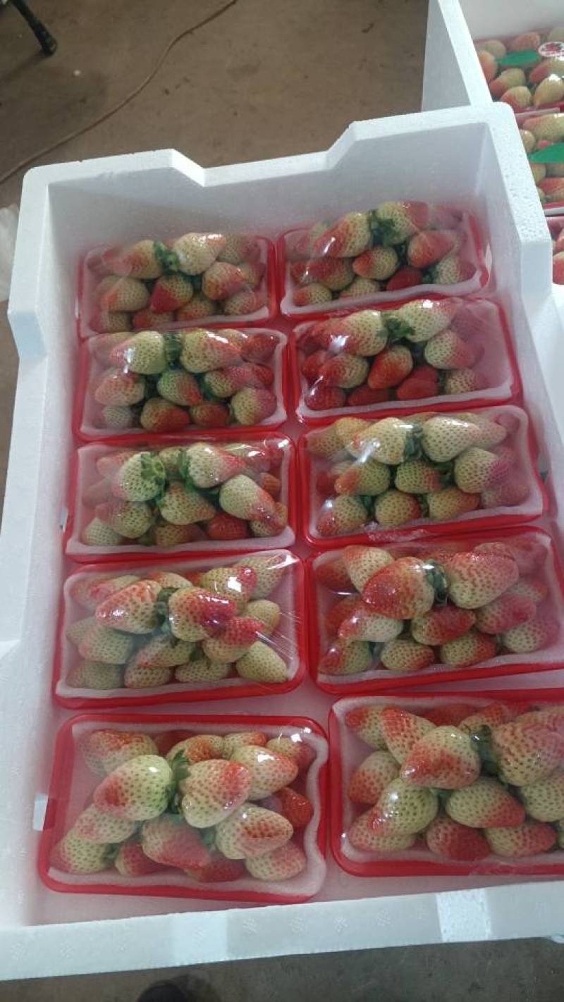 蒙特瑞，四季草莓