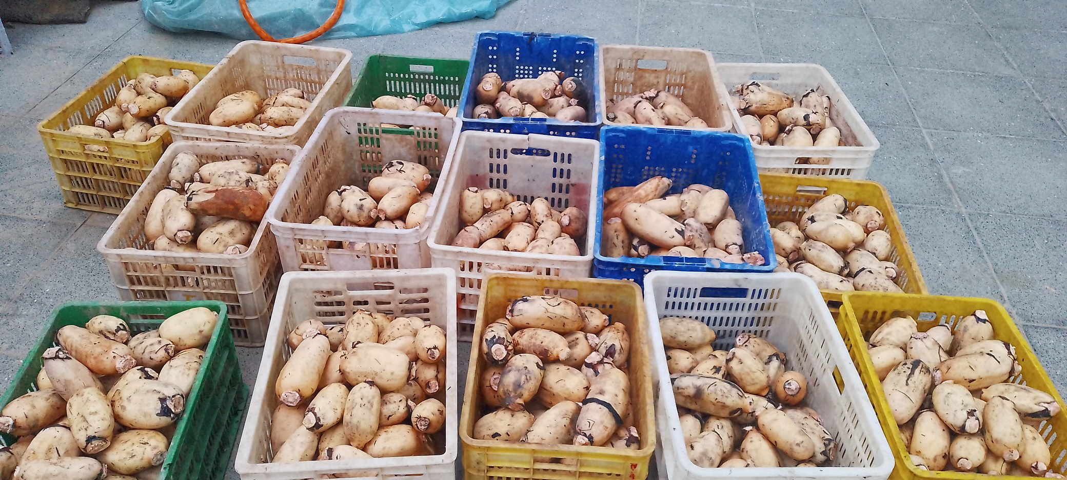 市场挑选莲藕场景