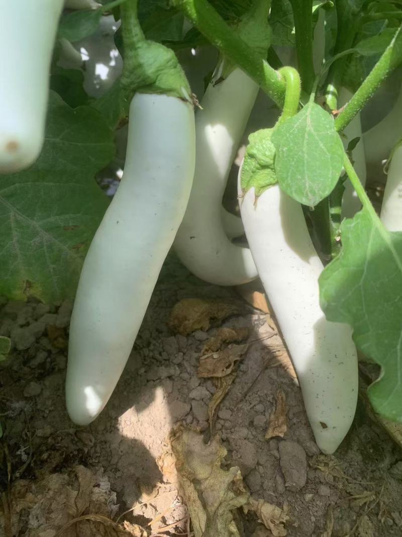 秦茄小白龙茄子种子白玉长茄茄籽种子早熟高产蔬菜种子白茄子