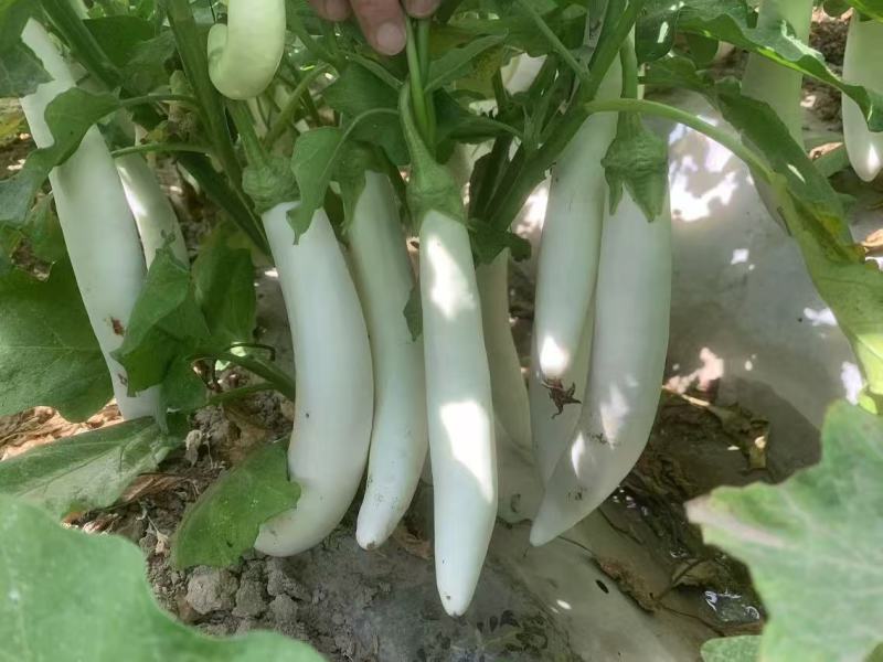 秦茄小白龙茄子种子白玉长茄茄籽种子早熟高产蔬菜种子白茄子