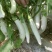 秦茄小白龙茄子种子白玉长茄茄籽种子早熟高产蔬菜种子白茄子