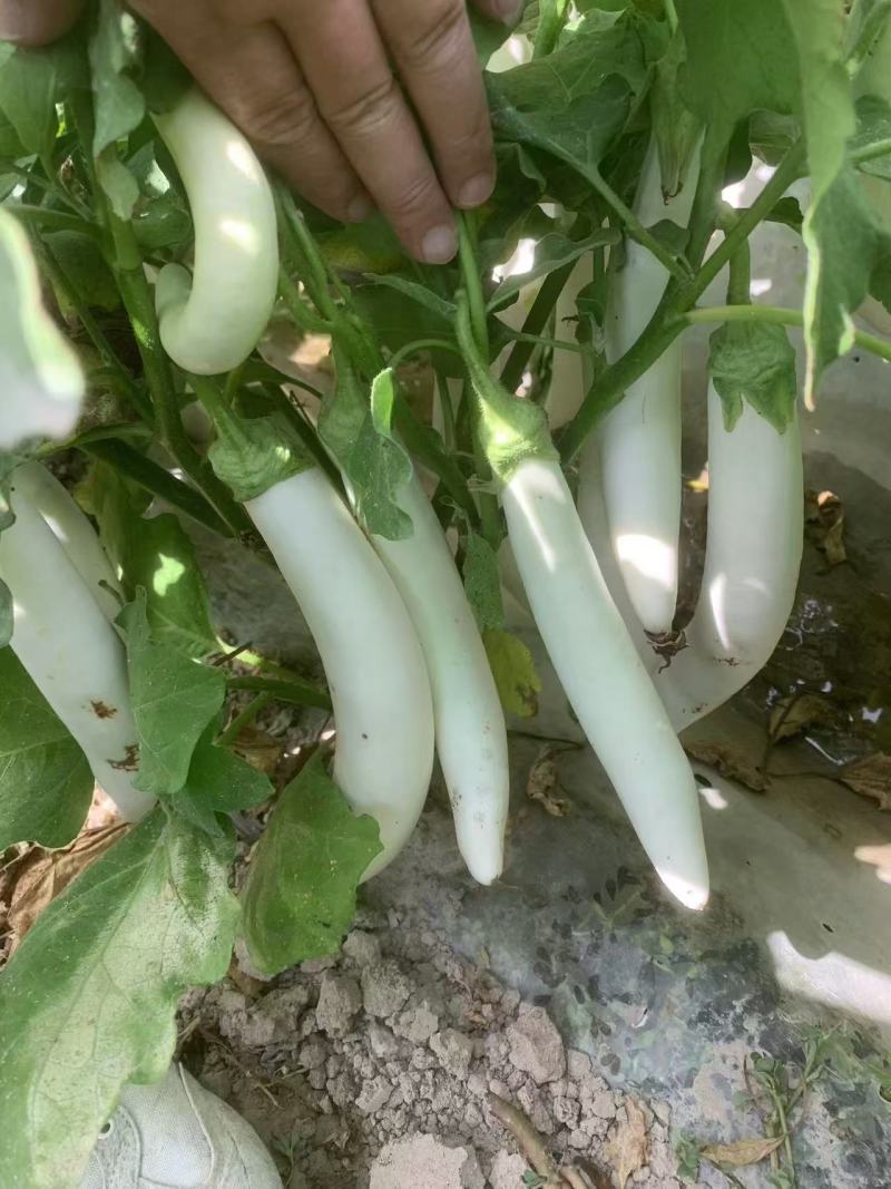 秦茄小白龙茄子种子白玉长茄茄籽种子早熟高产蔬菜种子白茄子