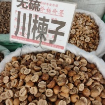 中药材川楝子批发零售保证质量