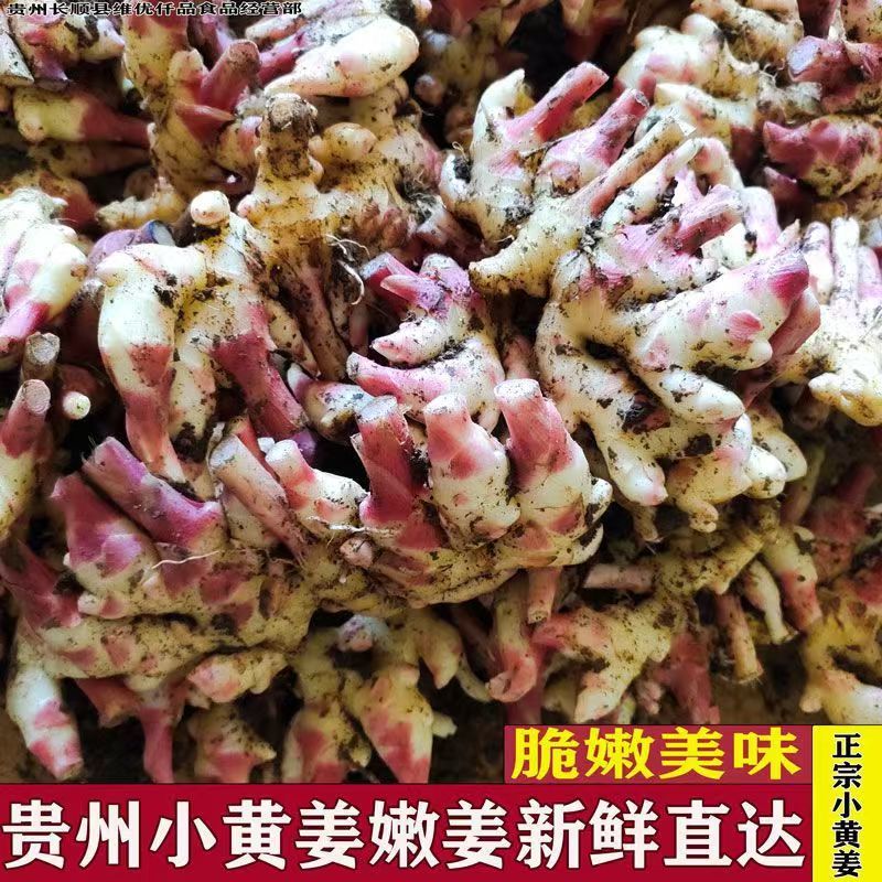 贵州镇宁小黄姜，二黄姜供应链产地直发