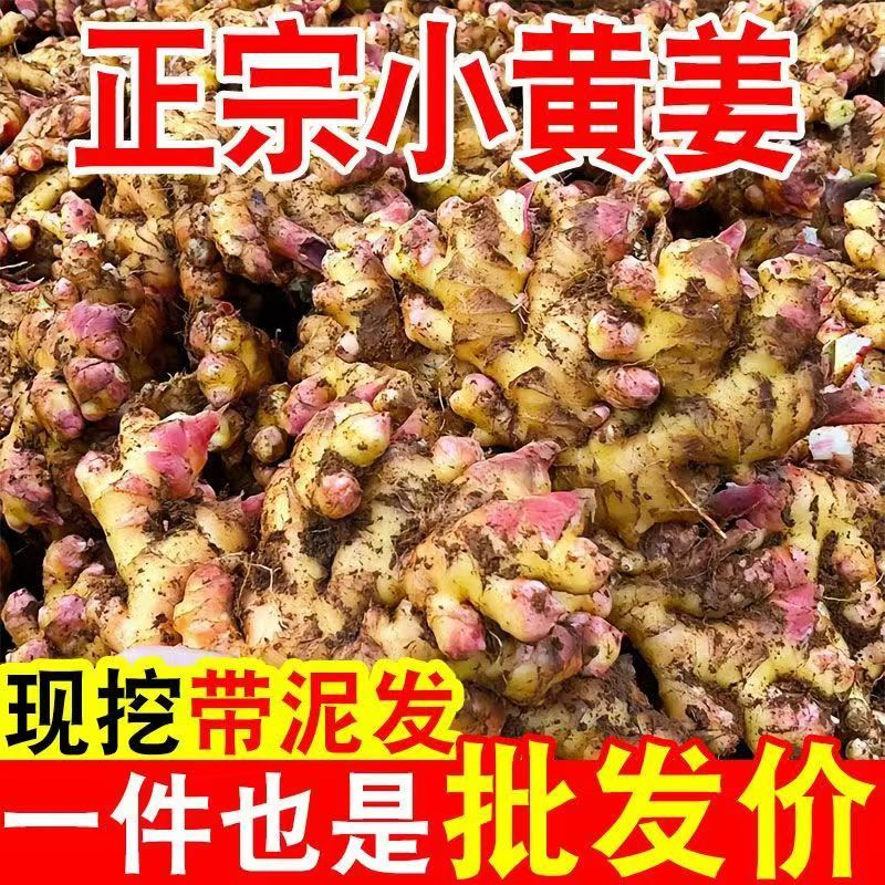 贵州镇宁小黄姜，二黄姜供应链产地直发