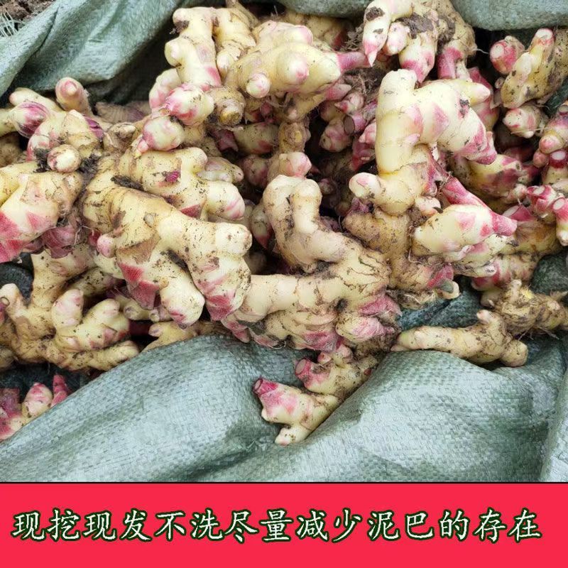 贵州镇宁小黄姜，二黄姜供应链产地直发