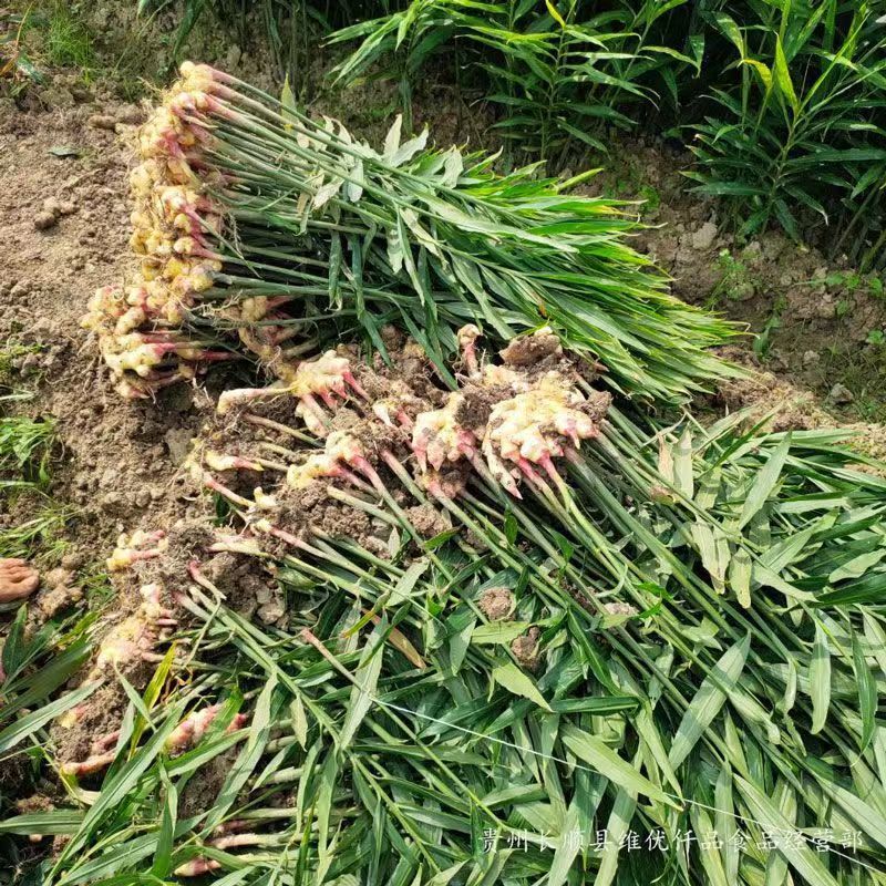 贵州镇宁小黄姜，二黄姜供应链产地直发