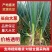 精品长白大葱产地直供口感辛辣品质保证对接市场商超