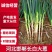 精品长白大葱产地直供口感辛辣品质保证对接市场商超