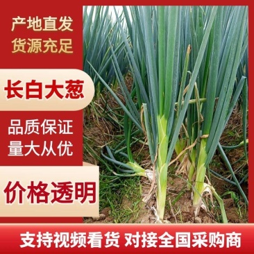 精品长白大葱产地直供口感辛辣品质保证对接市场商超