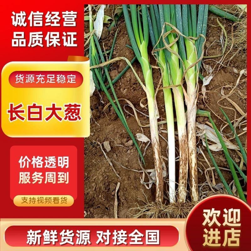 精品长白大葱大量上市品质保证口感好价格便宜欢迎联系