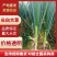 潍坊大葱长白大葱大量上市产地直供一手货源欢迎电话联系