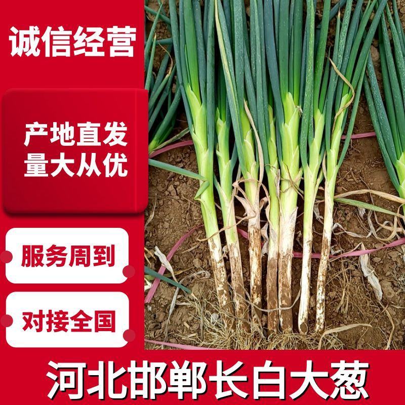 河北长白大葱30~40cm净葱3cm左右欢迎电话联