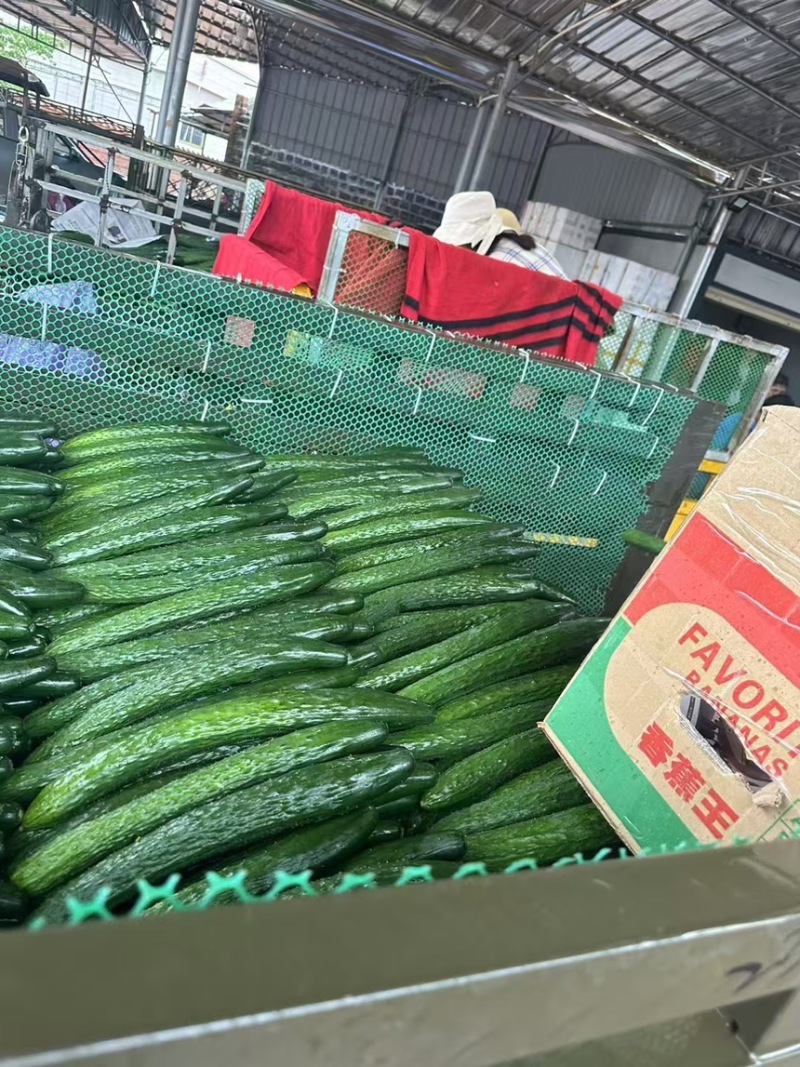 黄瓜长度40左右精品徐文产地直发全国可发货