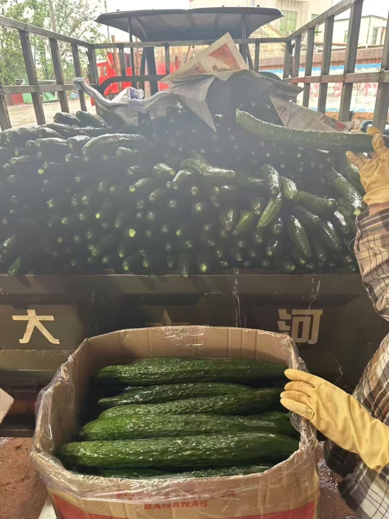 黄瓜长度40左右精品徐文产地直发全国可发货