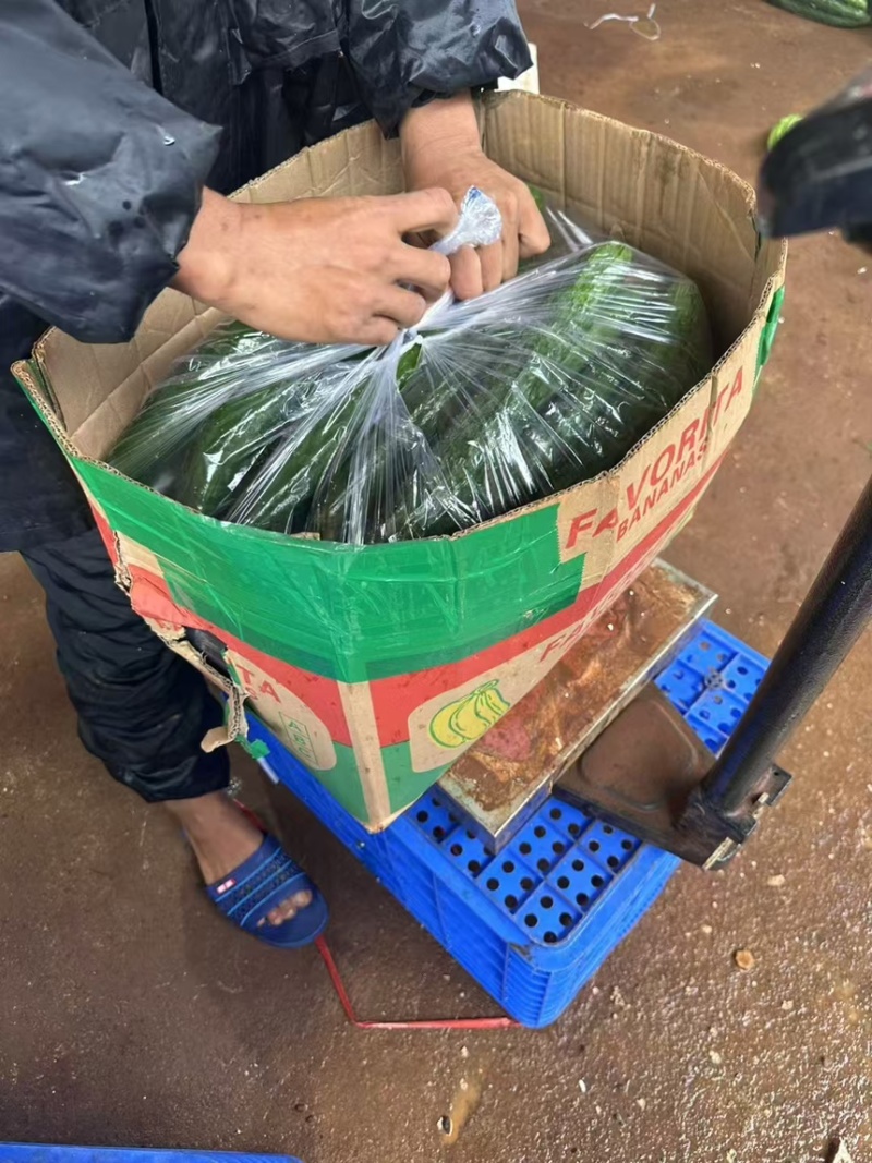 黄瓜长度40左右精品徐文产地直发全国可发货