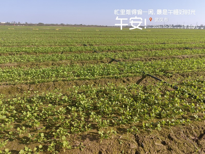 精品香菜大量上市产地直发一手货源大量批发