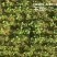 精品香菜大量上市产地直发一手货源大量批发