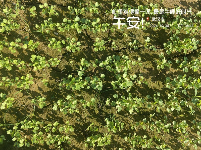 精品香菜大量上市产地直发一手货源大量批发