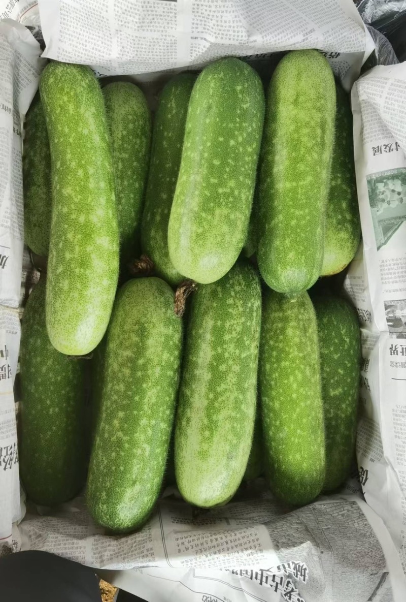 广东徐闻毛节瓜大量上市可全国发货市场电商等