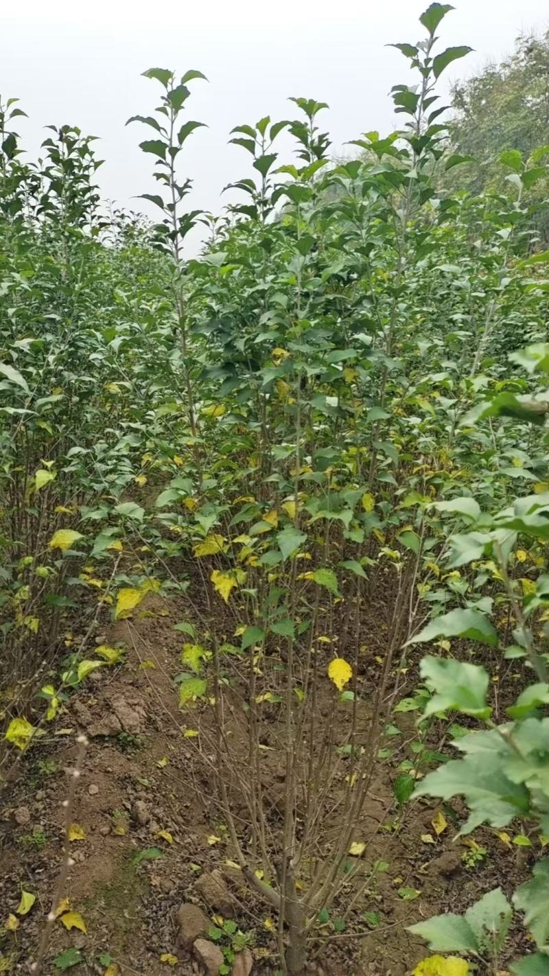 丛生木槿大量供应，许昌产地直发，货源充足质量保证