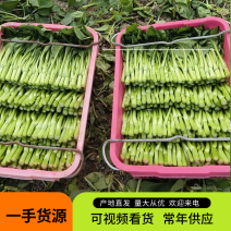 广州菜心大量上市，产地直发，一手货源，保质保量