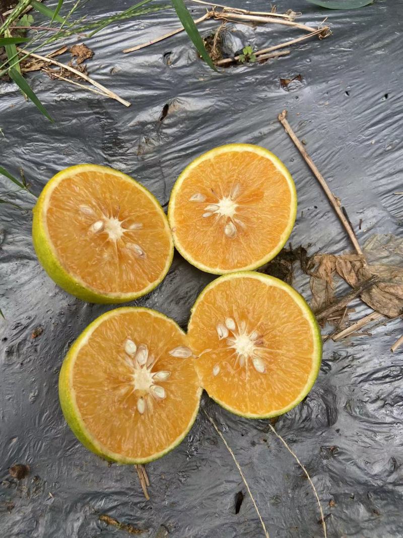 红江橙