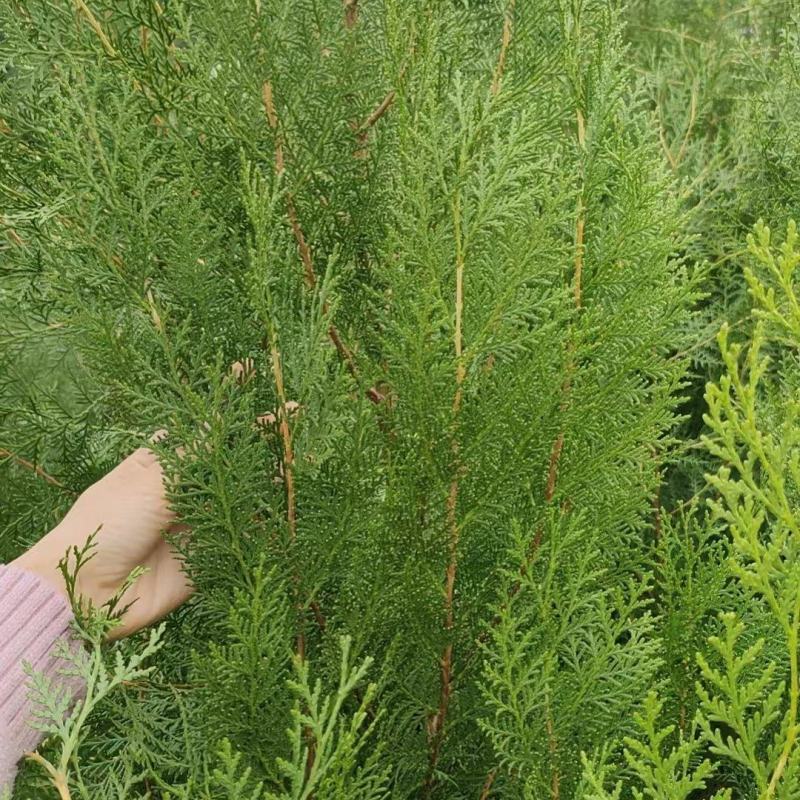 【精品】侧柏大量供应，基地直发，货源充足，可视频验货