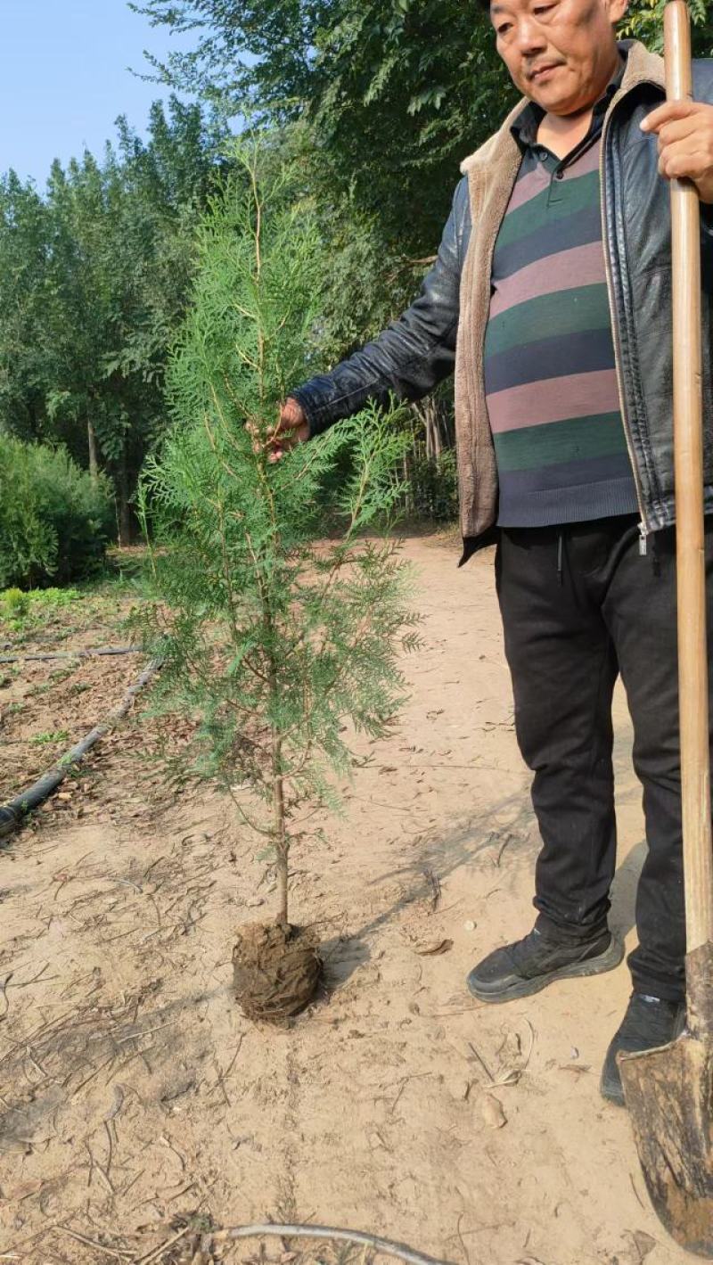 【精品】侧柏大量供应，基地直发，货源充足，可视频验货