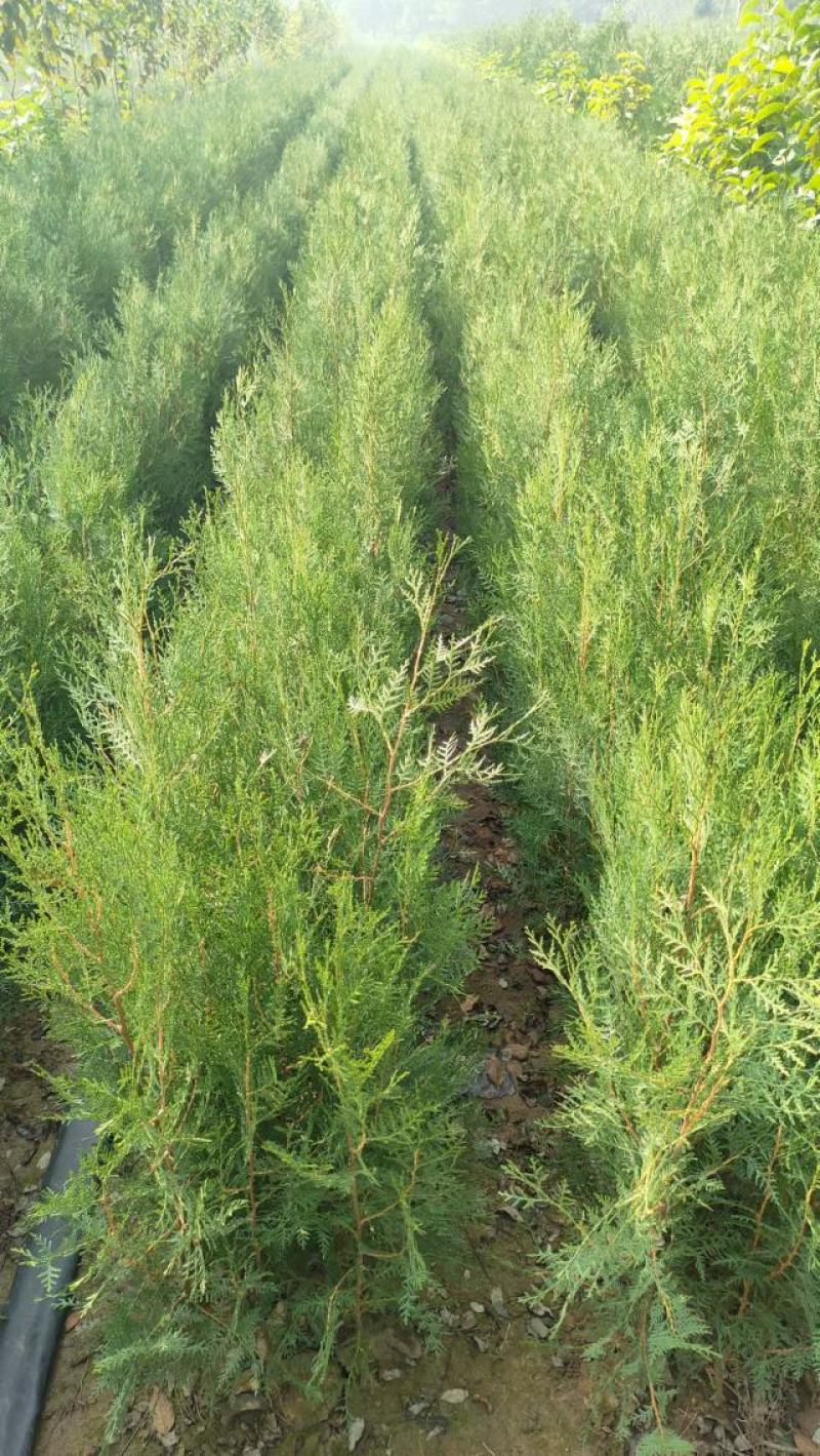 【精品】侧柏大量供应，基地直发，货源充足，可视频验货