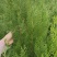 【精品】侧柏大量供应，基地直发，货源充足，可视频验货
