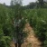 【精品】侧柏大量供应，基地直发，货源充足，可视频验货