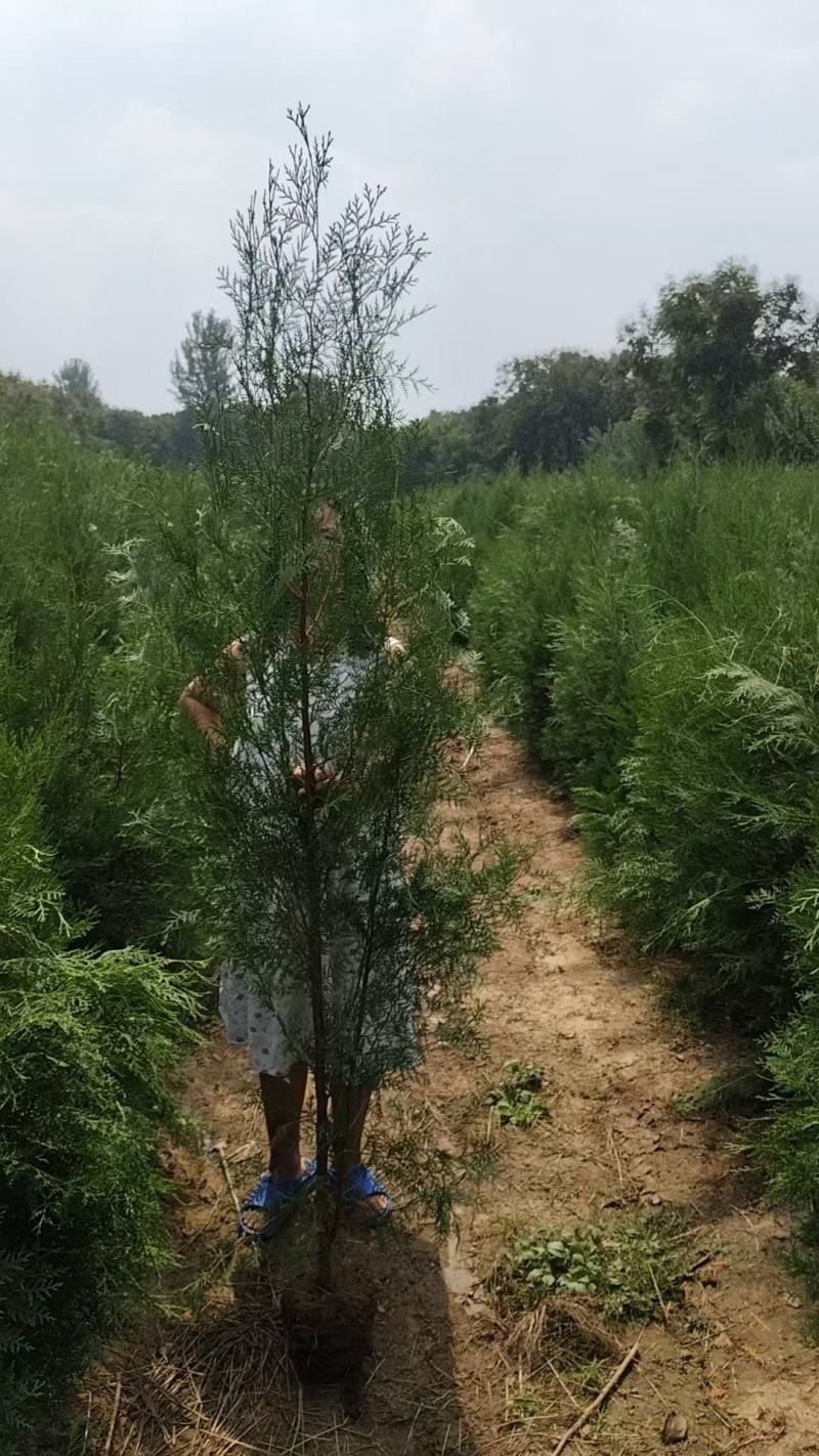 【精品】侧柏大量供应，基地直发，货源充足，可视频验货