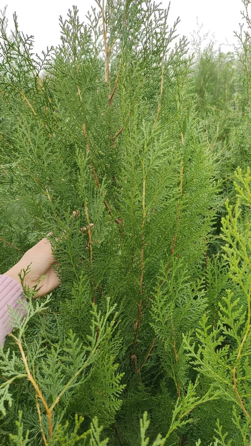 【精品】侧柏大量供应，基地直发，货源充足，可视频验货
