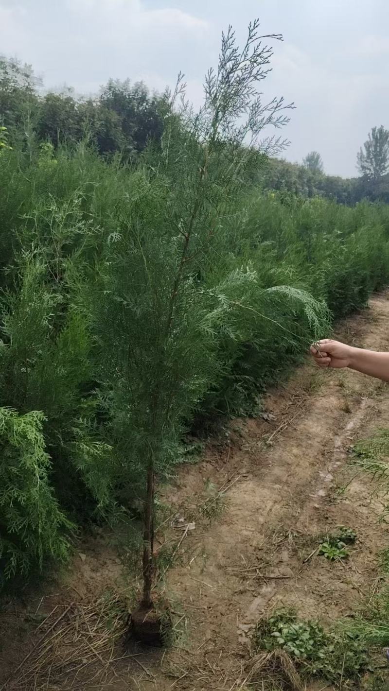 【精品】侧柏大量供应，基地直发，货源充足，可视频验货