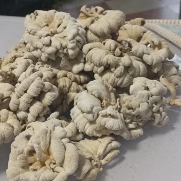 白参菌干货，价廉物美。1公斤起售，5公斤以上包运费。