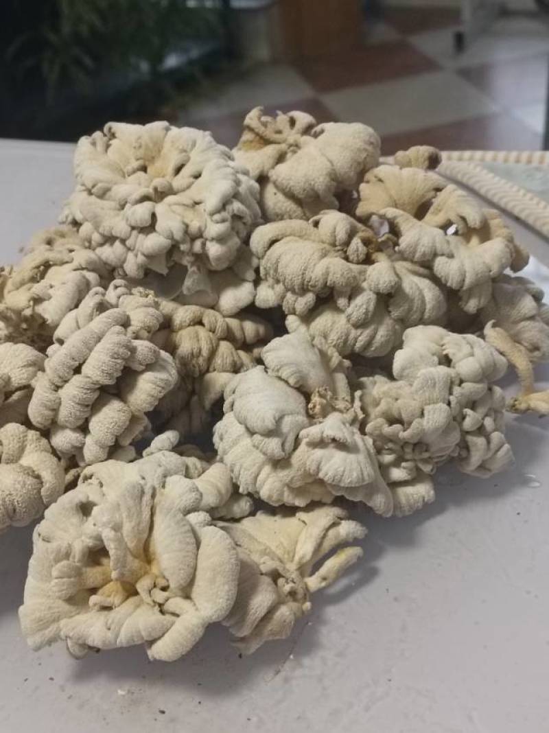 白参菌干货，价廉物美。1公斤起售，5公斤以上包运费。