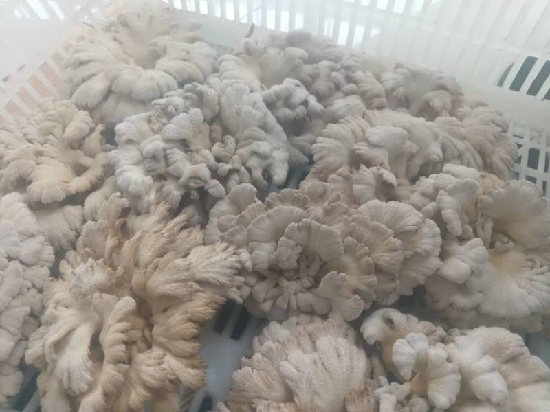白参菌干货，价廉物美。1公斤起售，5公斤以上包运费。