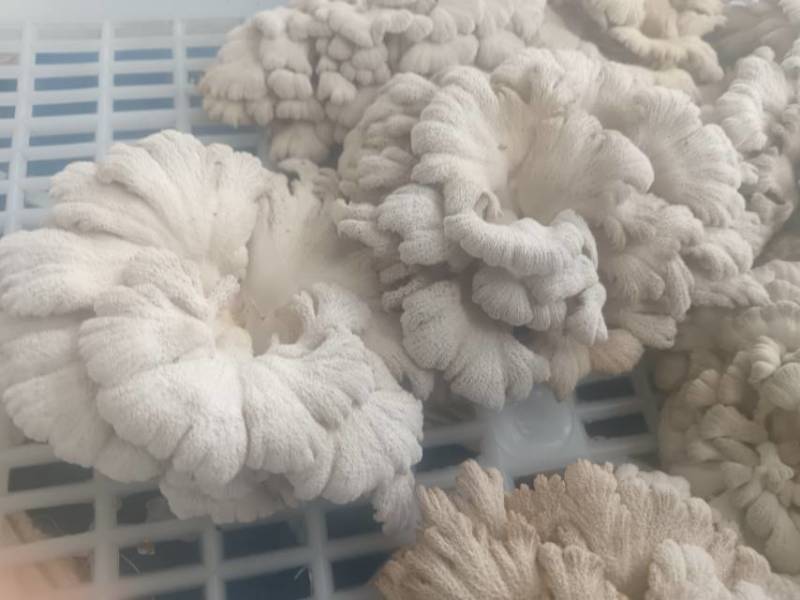 白参菌干货，价廉物美。1公斤起售，5公斤以上包运费。